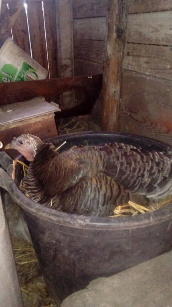  - Incubatoarele mele