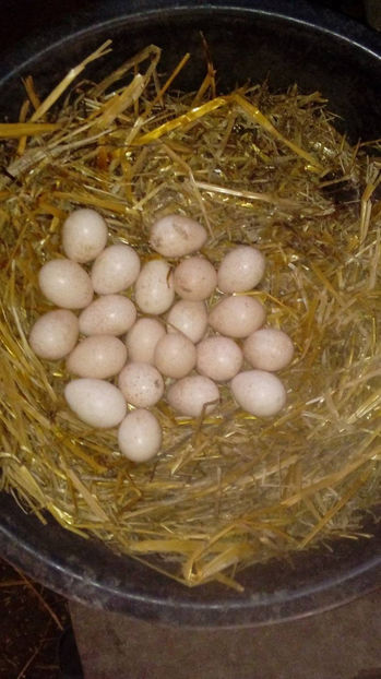  - Incubatoarele mele