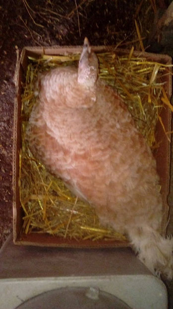  - Incubatoarele mele