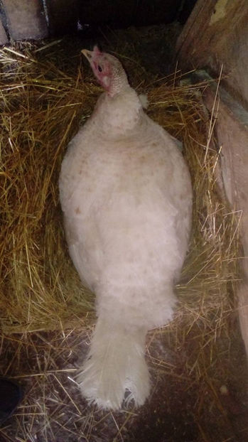  - Incubatoarele mele