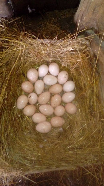  - Incubatoarele mele