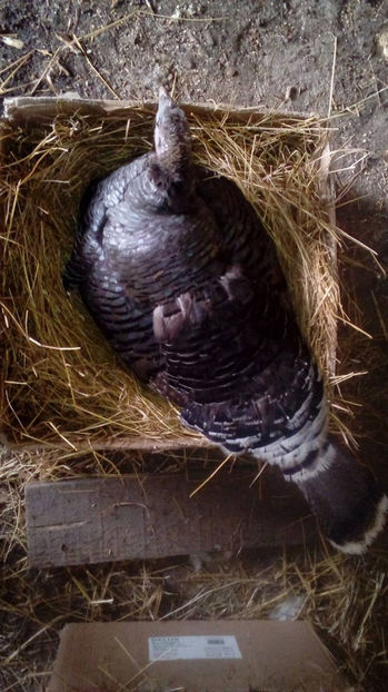  - Incubatoarele mele