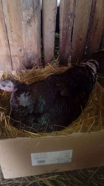  - Incubatoarele mele