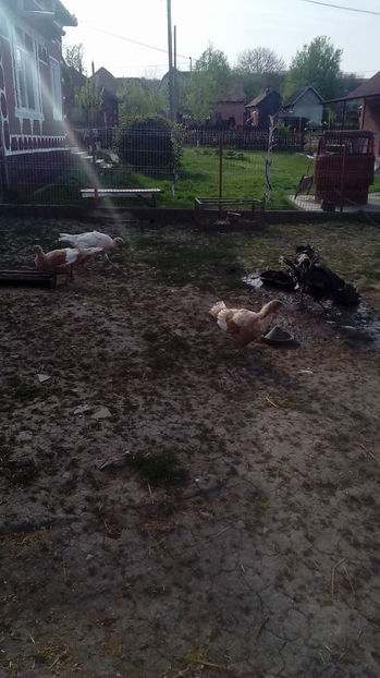  - Incubatoarele mele