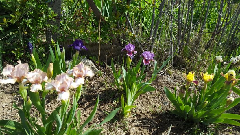 20170429_103707(0) - Irisi - 2017 in gradinita de peste drum