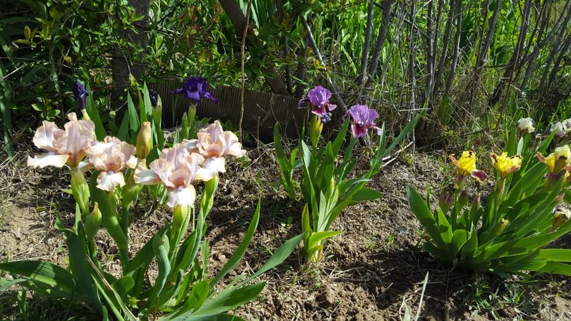 20170429_103630(0) - Irisi - 2017 in gradinita de peste drum