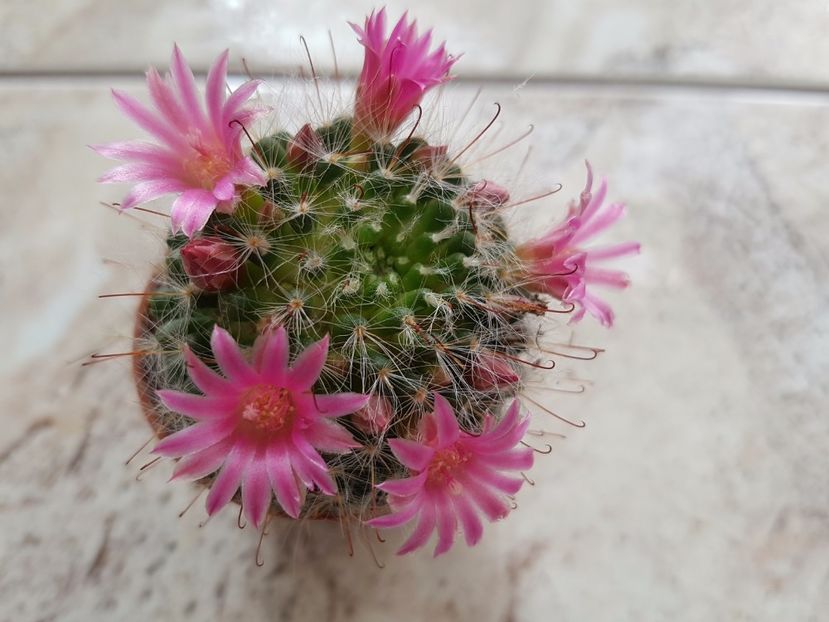 Mammillaria - Cactusi si plante suculente 2017-2018-2019