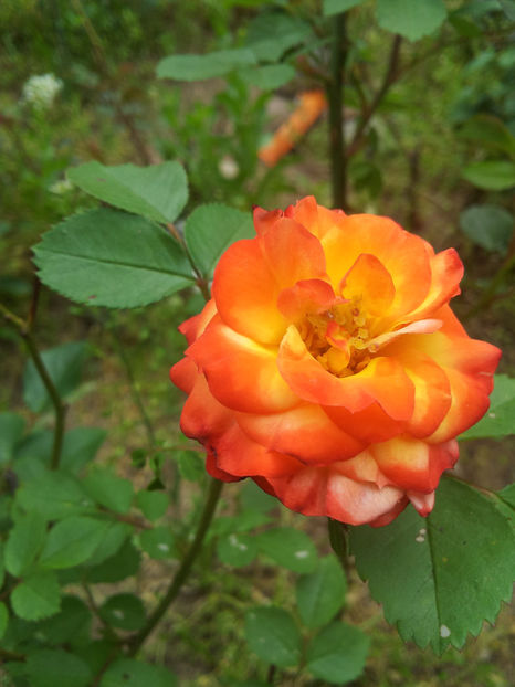  - Dimov urcator nr 14