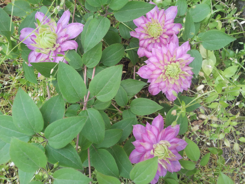  - Primavara - Vara 2017