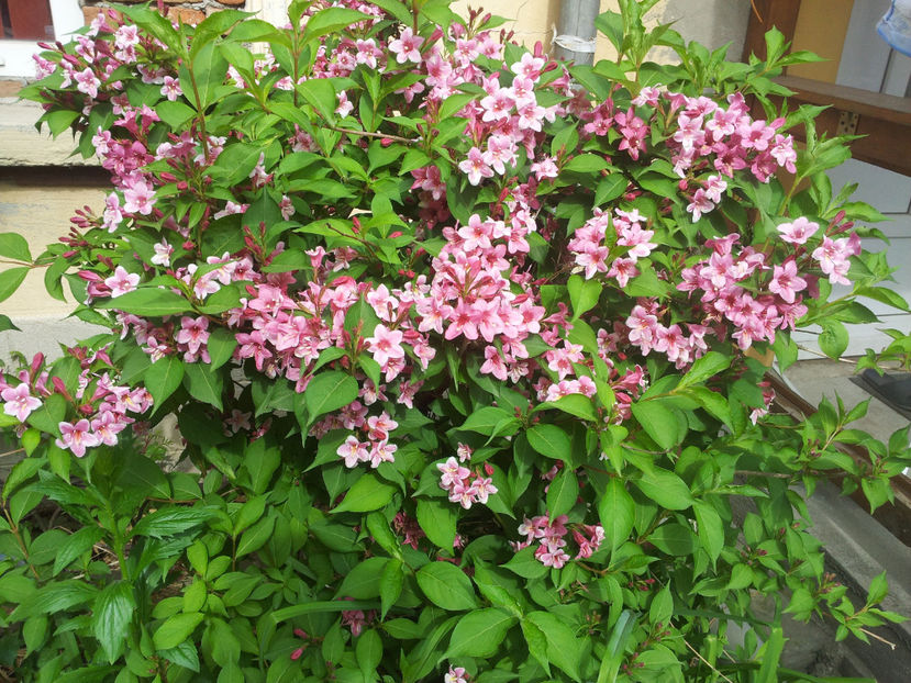  - Primavara - Vara 2017