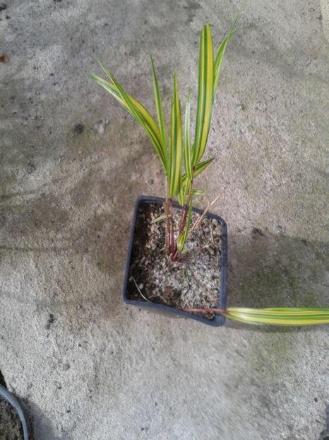 iarba lemon-10lei - 0 Plante ornamentale