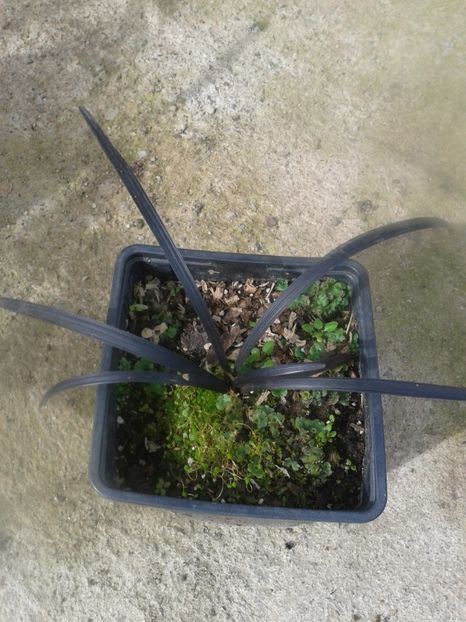 iarba neagra 15lei - 0 Plante ornamentale