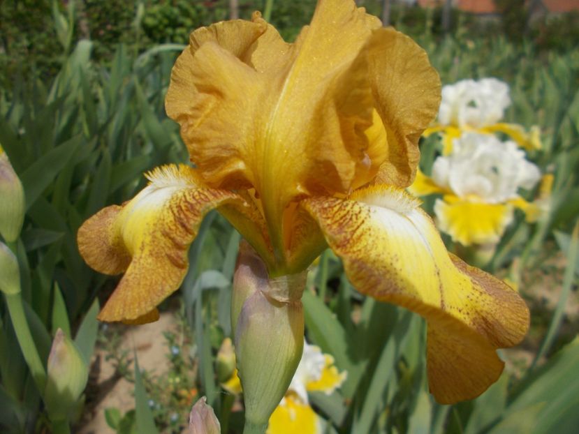  - Irisi-2017 Barbata Elatior si Intermedia