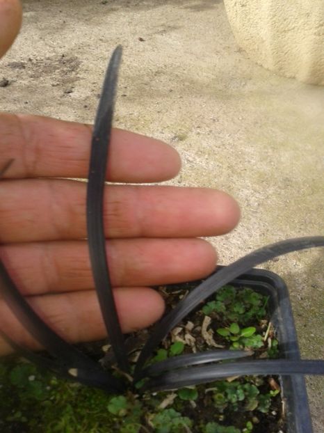 Fotografie0154 - 0 Plante ornamentale