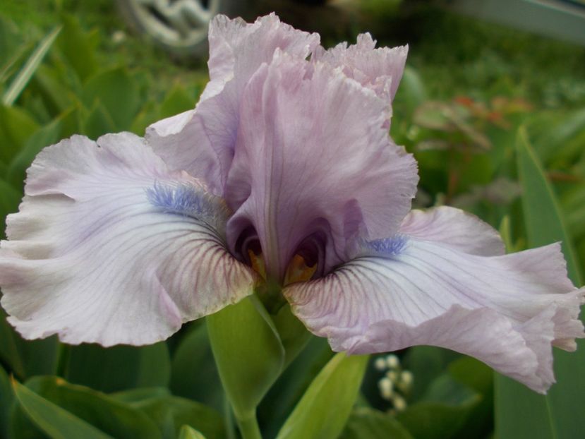  - Irisi-2017 Barbata Elatior si Intermedia