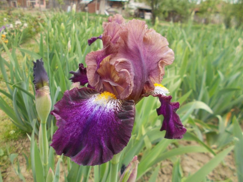  - Irisi-2017 Barbata Elatior si Intermedia