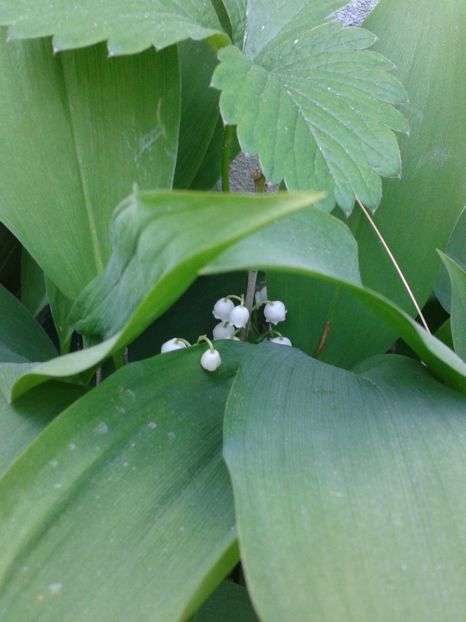 Convallaria majalis - Convallaria