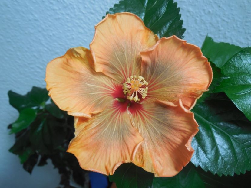 Allen Sue - 0Hibiscus in colectie infloriti