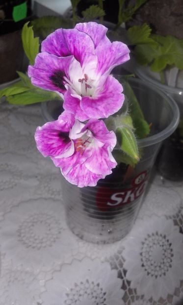 Parisienne - Flori 2017