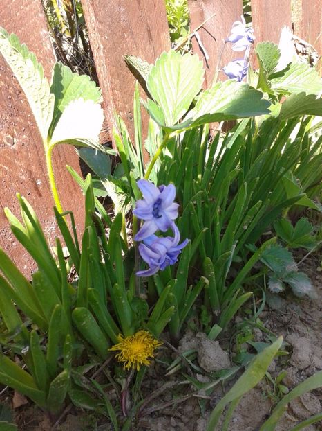 Hyacinthus orientalis - Hyacinthus