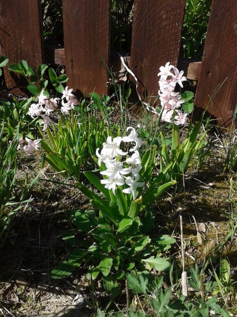 Hyacinthus orientalis - Hyacinthus