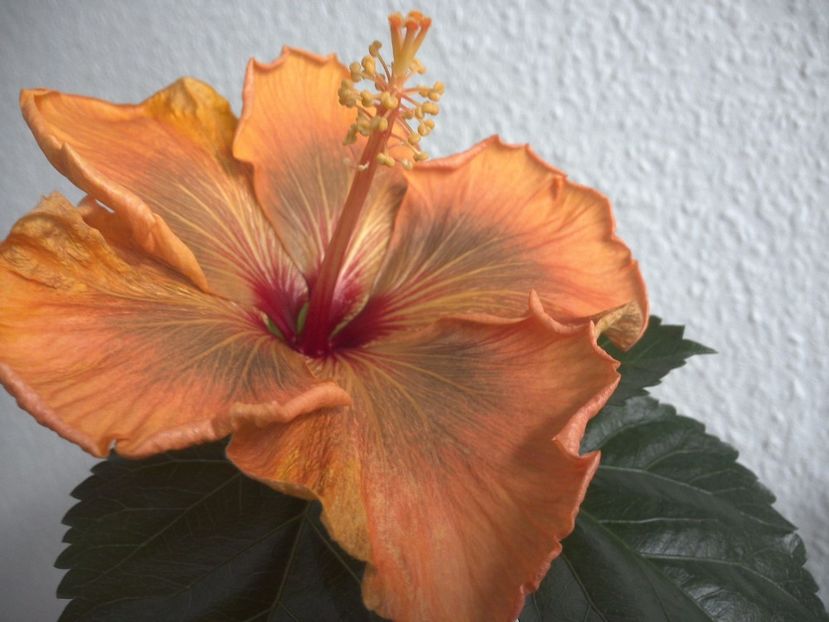 WIN_20170429_105511 - Allen Sue