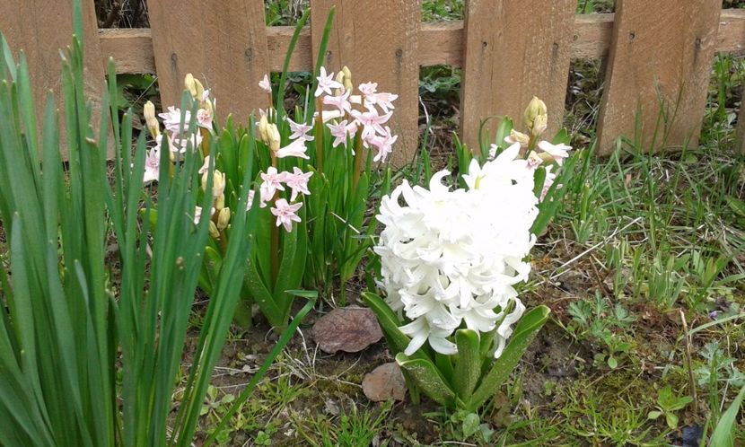 Hyacinthus orientalis 27.03.2016 - Hyacinthus