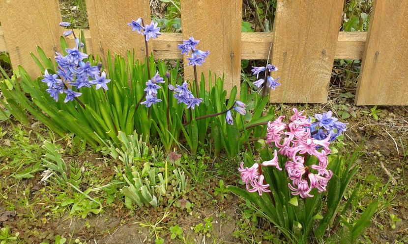 Hyacinthus orientalis 27.03.2016 - Hyacinthus