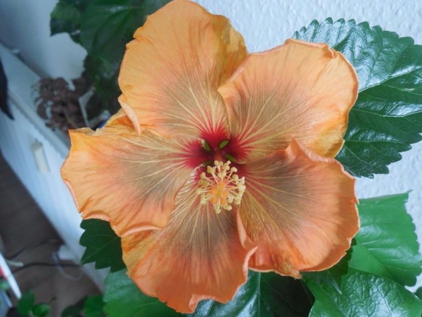 Allen Sue - 0Hibiscus in colectie infloriti