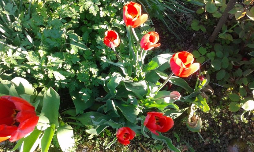 18.04.2016 - Tulipa