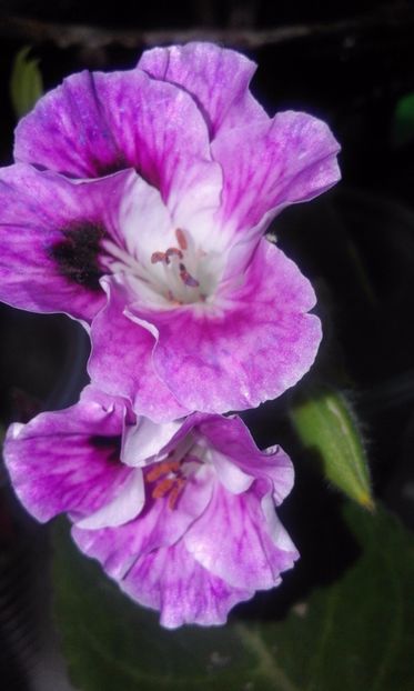 de Parisienne - Muscate comandate si primite