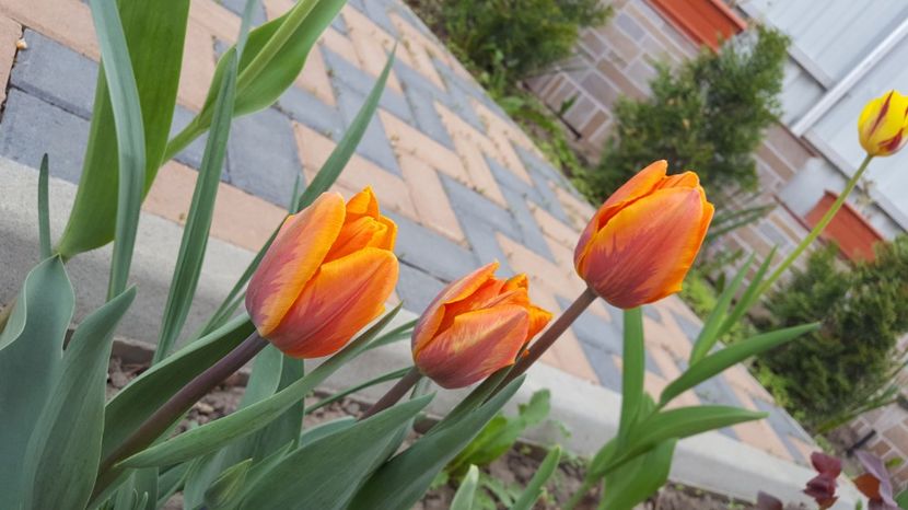  - Flori - primavara 2016