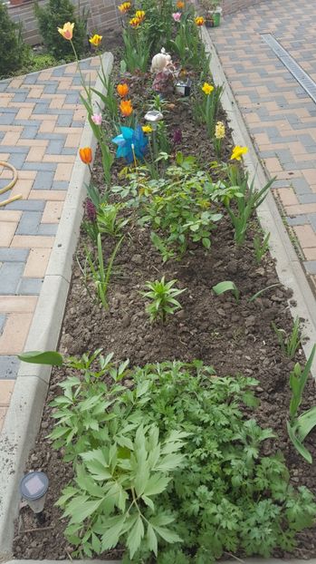  - Flori - primavara 2016