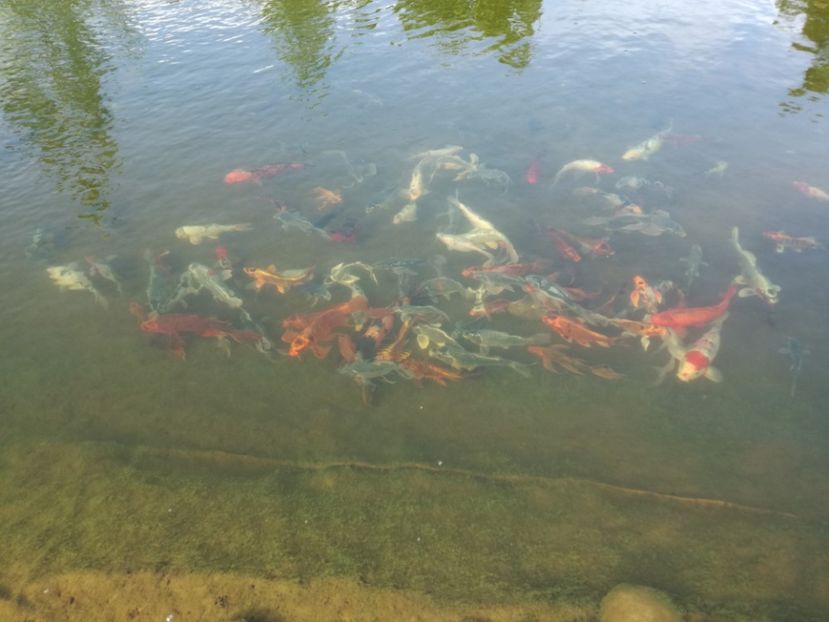  - Crap KOI primavara 2017