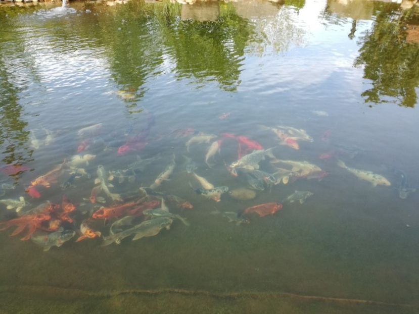  - Crap KOI primavara 2017