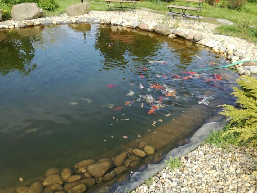  - Crap KOI primavara 2017