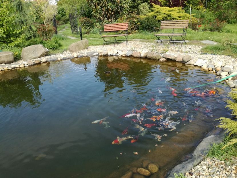  - Crap KOI primavara 2017