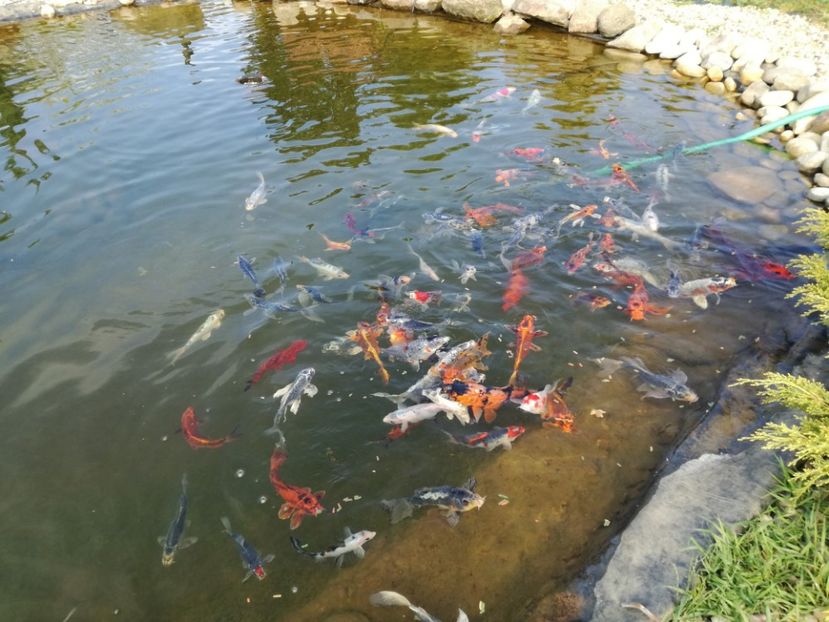  - Crap KOI primavara 2017