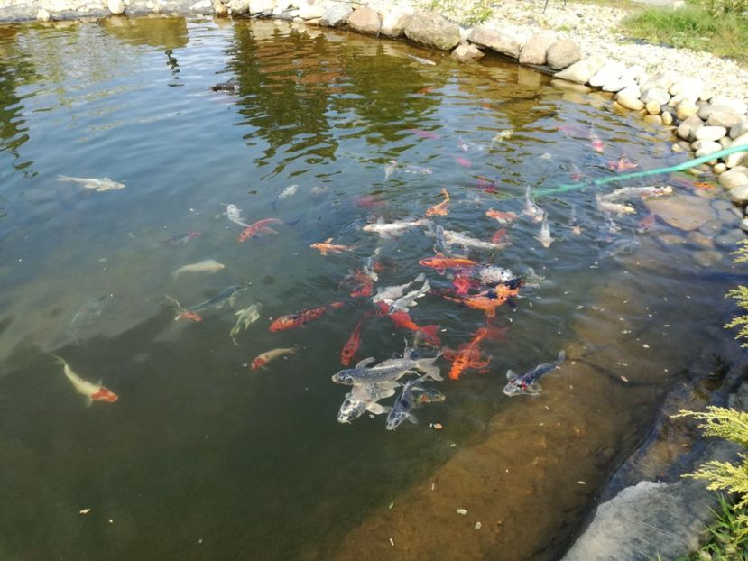  - Crap KOI primavara 2017