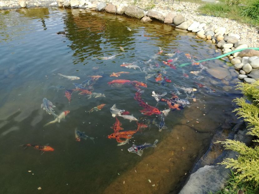  - Crap KOI primavara 2017