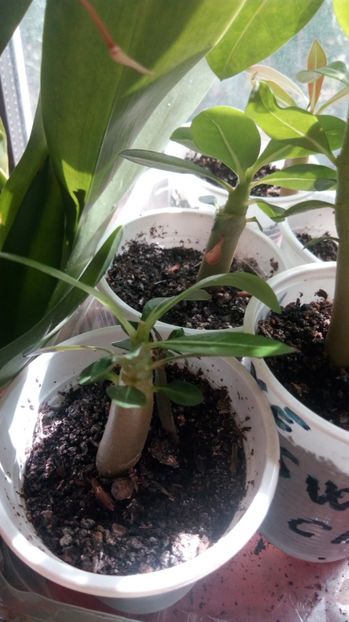 adenium - Adenium 2016