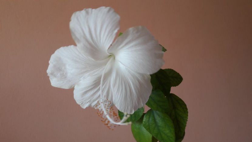  - HIBISCUS DAINTY WHITE