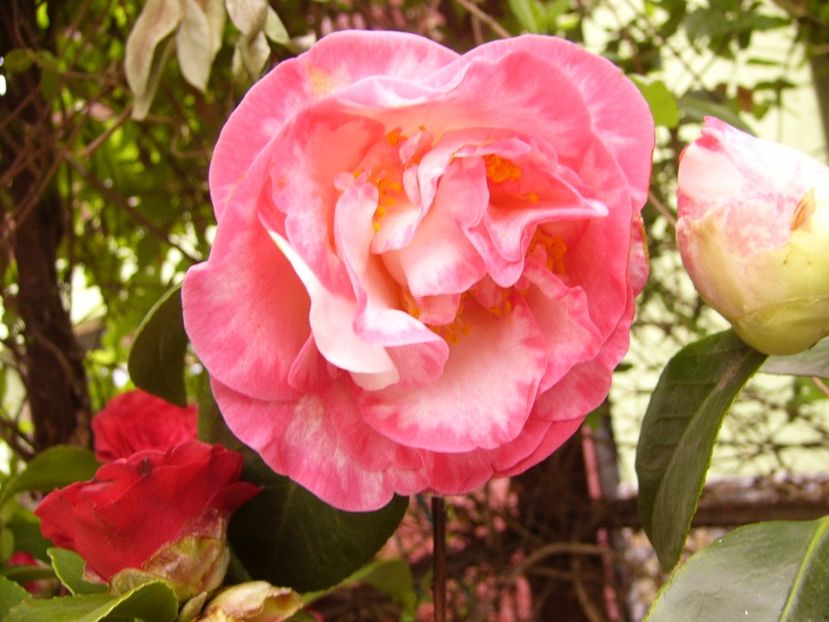 P1300362 - ANUL 2017 FLORI