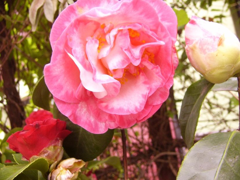 P1300364 - ANUL 2017 FLORI