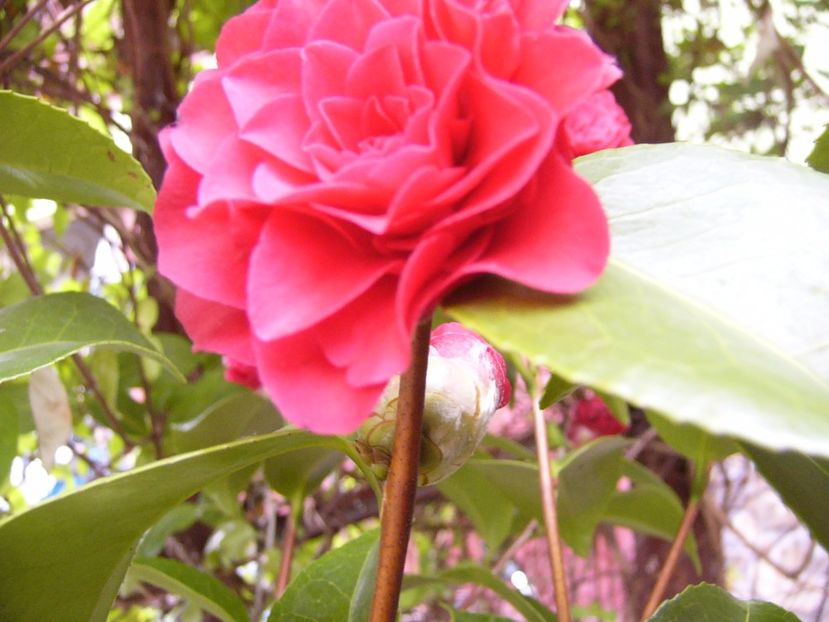 Camellia Blacke Lace - ANUL 2017 FLORI