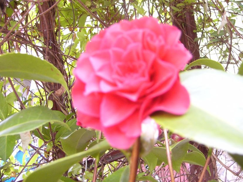 P1300366 - ANUL 2017 FLORI