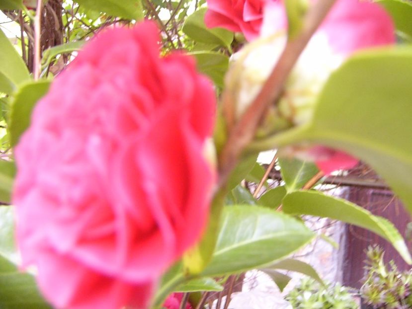 P1300367 - ANUL 2017 FLORI