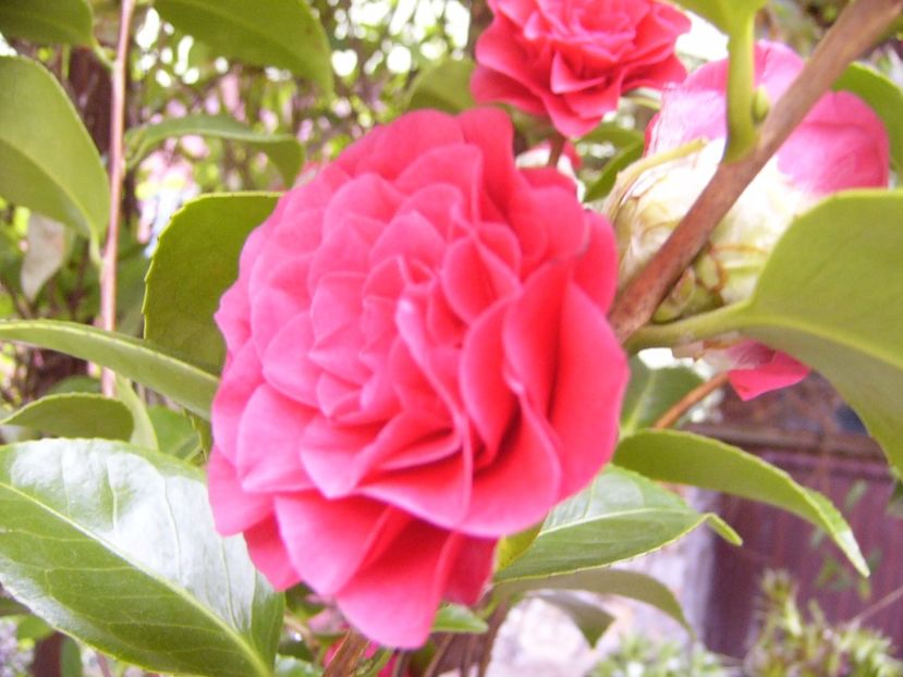 Camellia Blacke Lace - ANUL 2017 FLORI