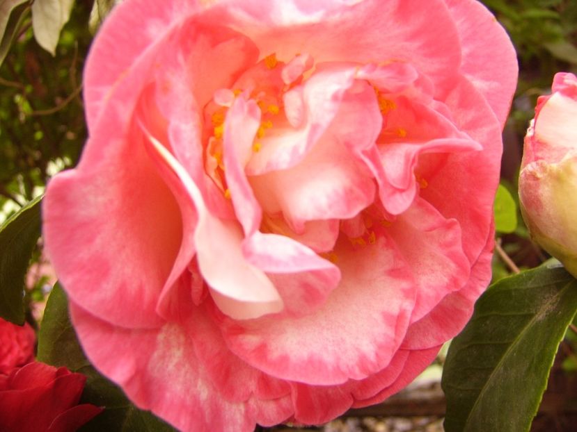 P1300371 - ANUL 2017 FLORI