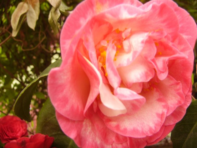 P1300373 - ANUL 2017 FLORI